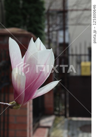 Blooming magnolia in the city. 125800646