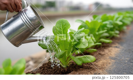 Woman measures soil salt levels for lettuce farming as man waters plants with stainless steel can along river bank 125800705