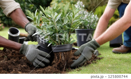 Gardener uses gloves to plant an evergreen tree while a woman assists, working on a sunny day in a grassy outdoor area 125800744