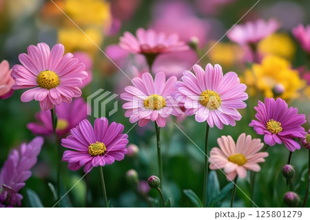 Colorful daisies in a vibrant garden 125801279