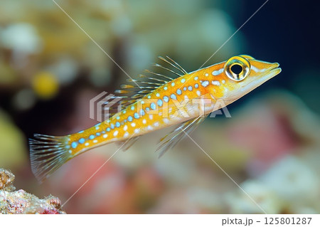 Colorful fish swimming in clear coral reef waters Colorful fish swimming in clear coral reef waters 125801287