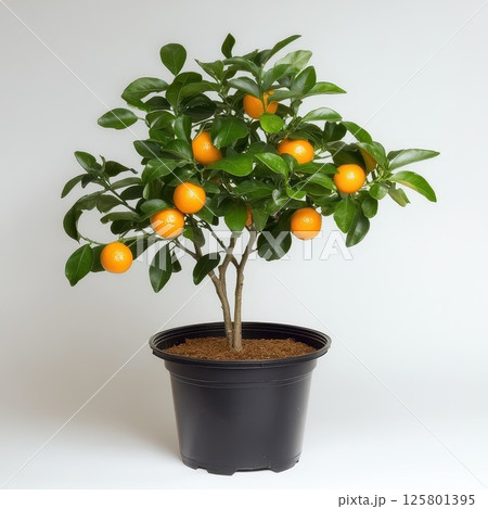 Fruit bearing citrus tree in a potted garden 125801395