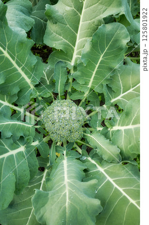 Close up of broccoli on an organic plantation, selective focus. Close up of broccoli on an organic plantation, selective focus. 125801922