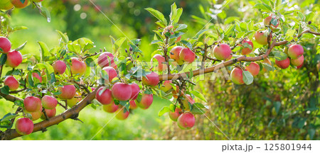 Ripe red apples hanging on tree in orchard garden 125801944
