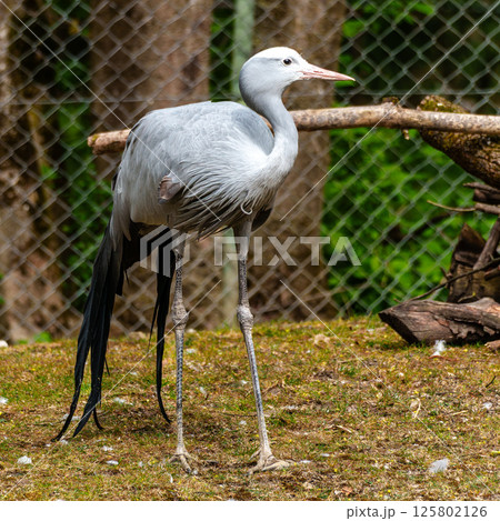 The Blue Crane, Grus paradisea, is an endangered bird The Blue Crane, Grus paradisea, is an endangered bird 125802126