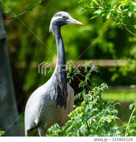 Demoiselle Crane, Anthropoides virgo are living in the bright green meadow during the day time Demoiselle Crane, Anthropoides virgo are living in the bright green meadow during the day time 125802128