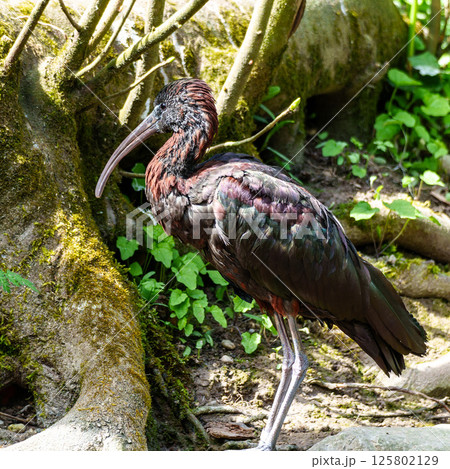 Glossy ibis, Plegadis falcinellus in a german nature park Glossy ibis, Plegadis falcinellus in a german nature park 125802129