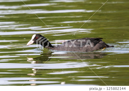 The Eurasian coot, Fulica atra swimming on the Kleinhesseloher Lake at Munich, Germany The Eurasian coot, Fulica atra swimming on the Kleinhesseloher Lake at Munich, Germany 125802144