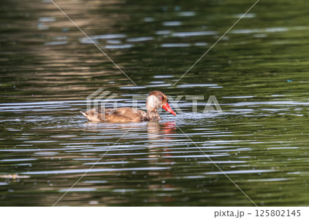 Red-crested Pochard, Netta rufina swimming in a lake at Munich, Germany 125802145