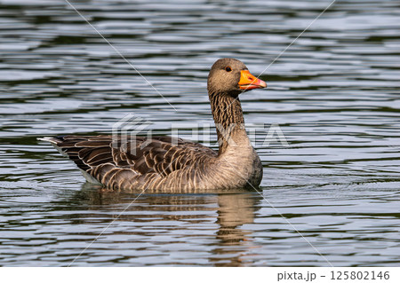 The greylag goose, Anser anser is a species of large goose The greylag goose, Anser anser is a species of large goose 125802146