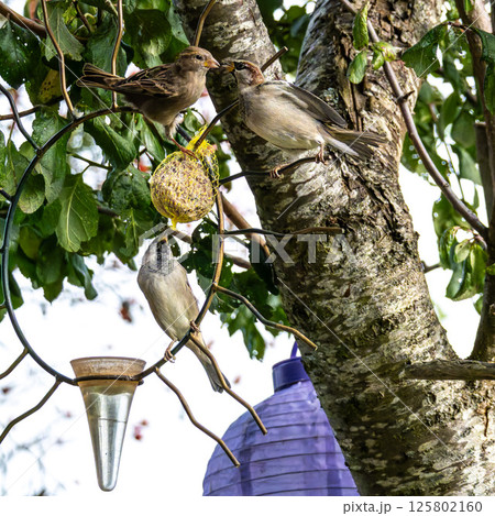 House sparrow, Passer domesticus. An adult sparrow feeds its young chick. 125802160