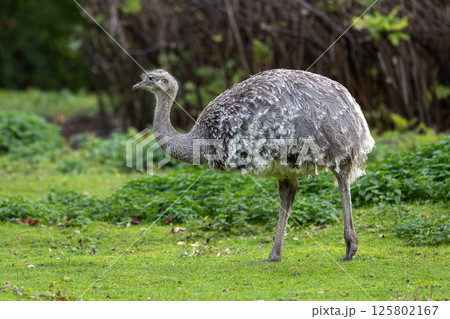 Darwin's rhea, Rhea pennata also known as the lesser rhea. Darwin's rhea, Rhea pennata also known as the lesser rhea. 125802167
