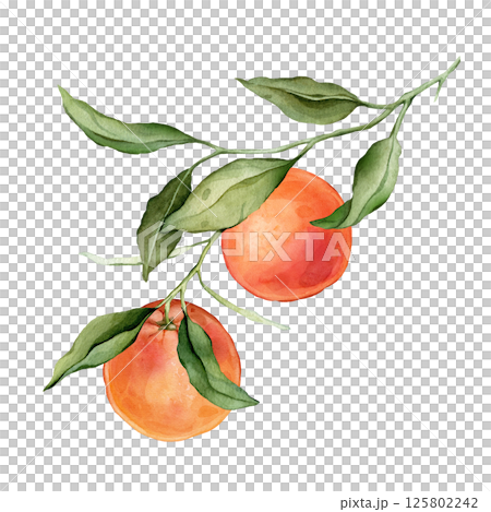 Grapefruit big Branch. Hand drawn watercolor illustration of orange red tropical citrus Food on white isolated background. Drawing of grapefruit tree with green leaves. Sketch of juicy for menu. 125802242