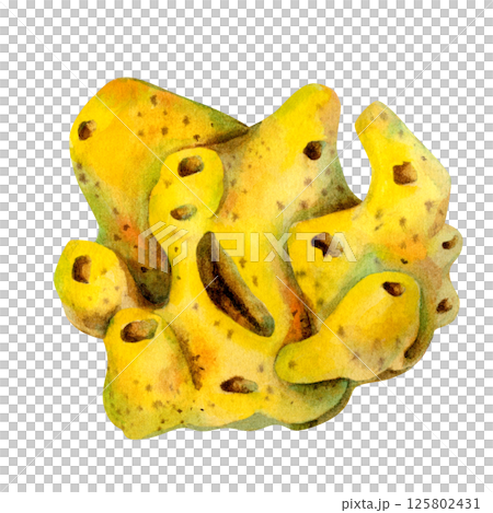 Underwater sea lemon sponges porifera living on coral reefs. Watercolor illustration of filter sponge in bright yellow color isolated on white background for sea design, snorkeling, diving, book, art 125802431
