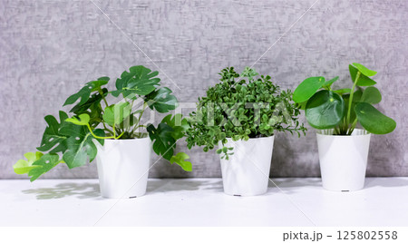 Green plants in pots on a white table 125802558