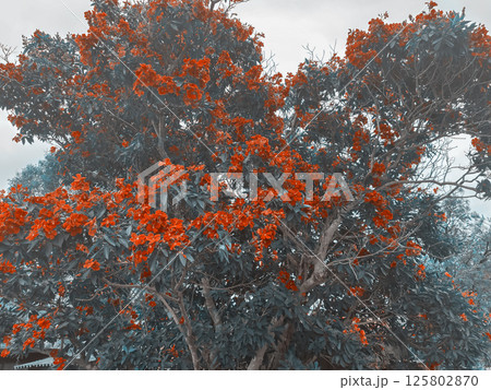 Bright red flowers on a tree on a misty day 125802870