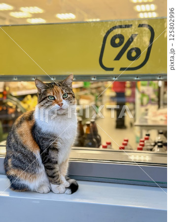 Cute cat sitting outside store window near discount sign, observing surroundings. Cat moment symbolizing urban coziness, everyday street life. Discount and sale concept 125802996