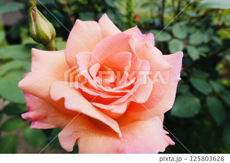 オレンジ色のキレイな薔薇 125803628