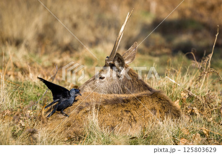 Resting Deer Shares Moment With Curious Jackdaw Resting Deer Shares Moment With Curious Jackdaw 125803629