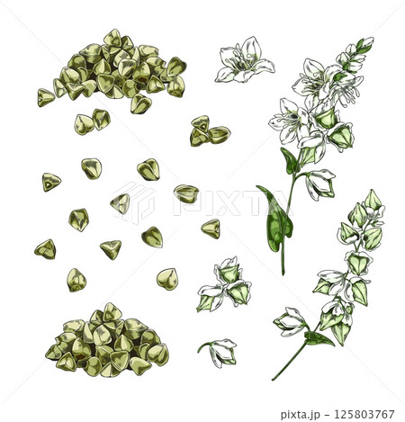 Buckwheat branch with flowers and green seeds sketch vector illustration set, hand drawn blossom plant, cereal crops Buckwheat branch with flowers and green seeds sketch vector illustration set, hand drawn blossom plant, cereal crops 125803767
