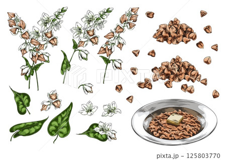 Buckwheat branch with flowers, leaves and seeds sketch vector set, hand drawn cereal crop, groats heap and porridge dish 125803770