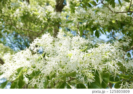 ヒトツバタゴの木 125803809