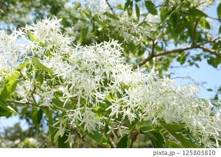 満開のヒトツバタゴ 125803810