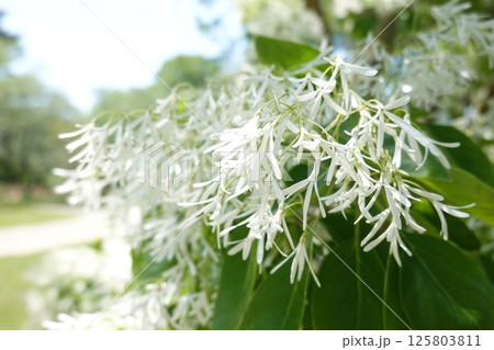 満開のナンジャモンジャ 125803811