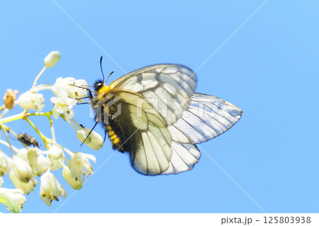 ウツギの花を吸蜜中のウスバシロチョウ ウツギの花を吸蜜中のウスバシロチョウ 125803938