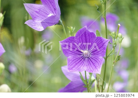 可愛いキキョウの花 125803974