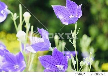 紫のキレイなキキョウ 紫のキレイなキキョウ 125803975