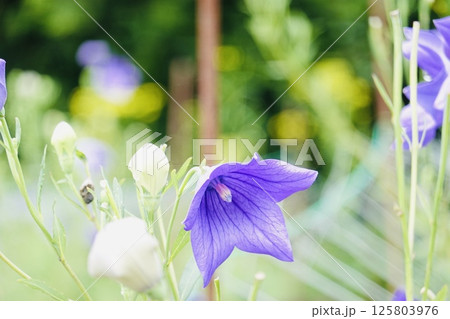 美しいキキョウの花 美しいキキョウの花 125803976