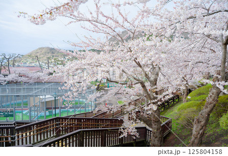 函館公園の桜 125804158
