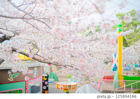 函館公園の桜 125804166