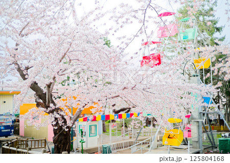 函館公園の桜 125804168