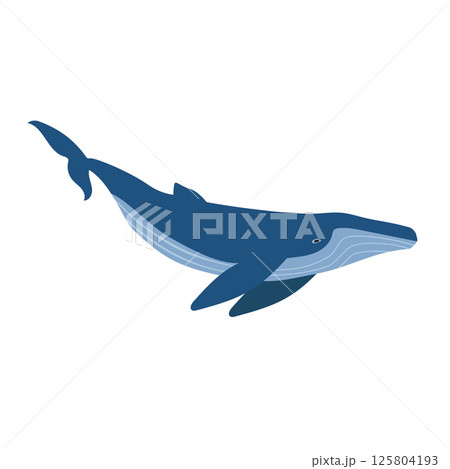 Vector flat hand drawn humpback whale Vector flat hand drawn humpback whale 125804193