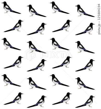 Vector seamless pattern of hand drawn magpie bird 125804194