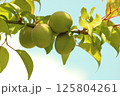 梅 125804261