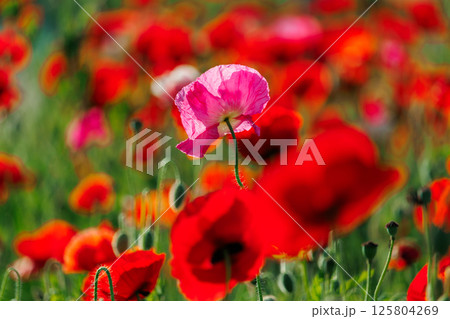 花畑に咲く美しいっポピー 125804269