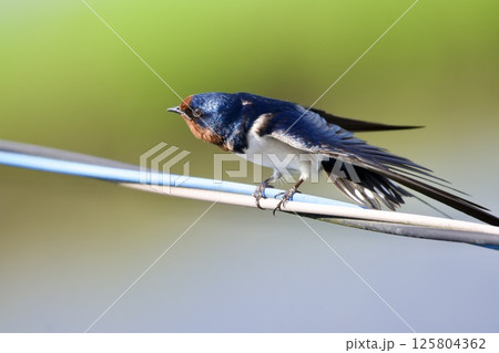ツバメ swallow / Japan 125804362