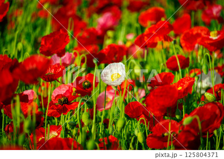 花畑に咲く美しいっポピー 125804371