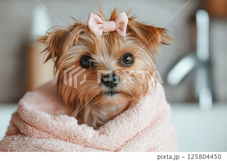 Tiny Yorkshire Terrier enjoys pampering in a soft pastel wrap at home 125804450
