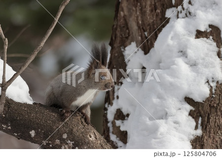 雪の樹上で遠くを見つめるエゾリス　北海道　冬 125804706