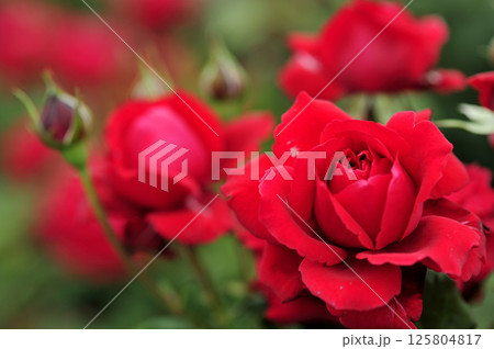 近所で見た赤い薔薇 近所で見た赤い薔薇 125804817