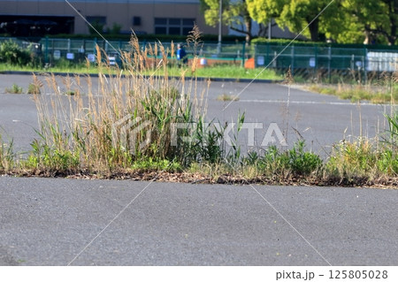 アスファルト舗装の雑草 125805028