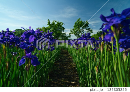都城市早水公園のあやめ R7年 都城市早水公園のあやめ R7年 125805226