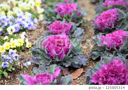 ハボタンの花 ハボタンの花 125805314