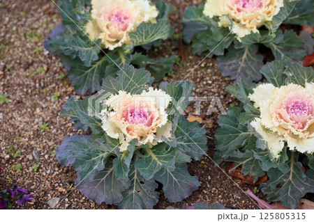 ハボタンの花 125805315