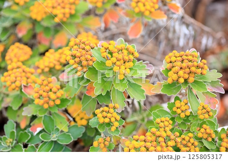イソギクの花 125805317