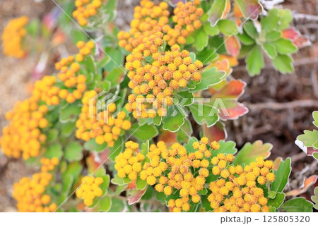 イソギクの花 イソギクの花 125805320